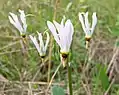 In southeastern regions, petals are typically white