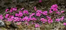 Primula rosea