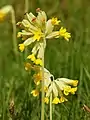 Involucrate simple umbels of Primula veris