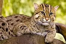 Spotted Fishing cat lying on a branch