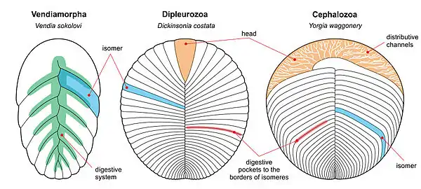 Anatomy of the three proarticulatan classes: Vendiamorpha, Dipleurozoa and Cephalozoa