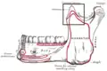 Mandible outer surface (side view; coronoid process labeled at top center)