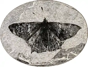 Image 5Prodryas persephone, a Late Eocene butterfly (from Mutation)