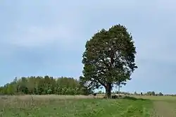 The protected "prophet pine" on the eastern edge of the village