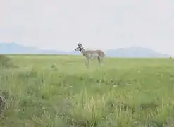 A pronghorn antelope in the Cienega Valley.