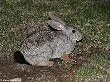 Gray rabbit