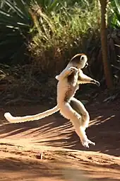 Verreaux's sifaka, a lemur species occurring, in part, in the spiny forests