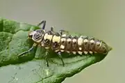 Larva