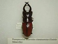 Prosopocoilus astacoides cinnamomeus