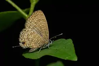 Ventral view