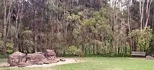 A eucalyptus forest near Prospect Creek in Sydney, containing some cabbage gum trees.