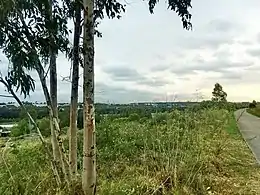 A walking and cycling track in The South Top (Prospect Hill Pine Forest), which meanders around the southern summit (2018).