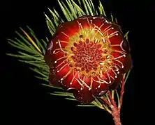 Protea nana, anthesis of inflorescence.