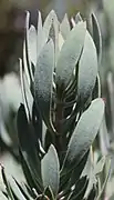 Protea pendula leaves