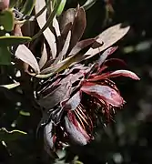 Protea pendula flower