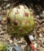 developing inflorescence at the University of California Botanical Garden