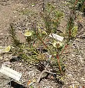 habitus of plant cultivated at the University of California Botanical Garden in Berkeley