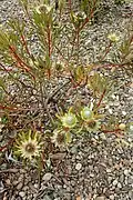 habitus at Auckland Botanic Gardens, New Zealand