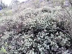 Protea sulphurea bush