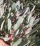 Protea sulphurea bush