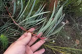 Protea tenax