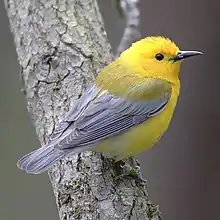 Prothonotary warbler