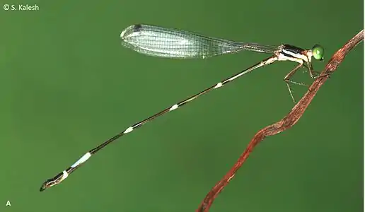 Protosticta ponmudiensis male