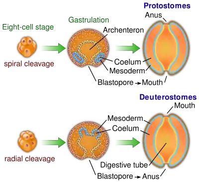 Diagram comparing protostomes and deuterostomes at three stages of embryonic development