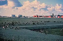 Caribou walk across a gravel pad at Kuparuk, 45 miles away from Prudhoe Bay, with oilfield facilities in the background.