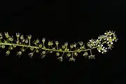 Inflorescence