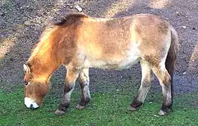 Przewalski's horse