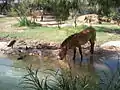 Przewalski's horse