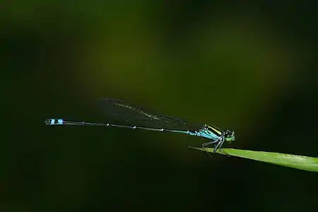 Pseudagrion indicum male