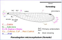 Illustration of Pseudagrion wing