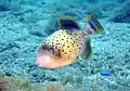 Pseudobalistes flavimarginatus, the Yellowmargin triggerfish, is another large triggerfish and should not be disturbed if tending to eggs.