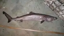 A caught crocodile shark with a ruler for size comparison