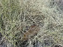 Brown desert mouse in amongst pale yellow spinifex grass