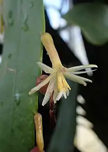 Pseudorhipsalis himantoclada