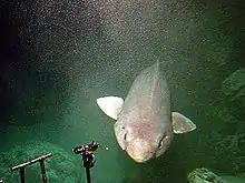 Image 32The sluggish bathydemersal false catshark, shown here at a depth of 1,200 meters, has an enormous oil-filled liver which lets it hover off the continental slope at near-neutral buoyancy. It feeds on cephalopods, cutthroat eels, grenadiers, snake mackerel, and lanternsharks. (from Demersal fish)