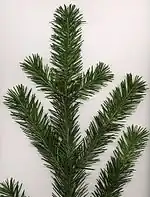 Douglas fir