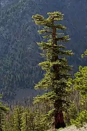 Mature individual in the Wenatchee Mountains