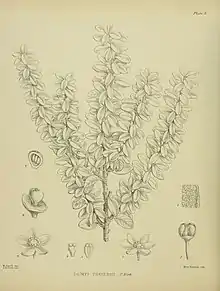 illustration of Pseudowintera traversii