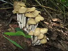 Image 5Psilocybe zapotecorum, a hallucinogenic mushroom (from Mushroom)