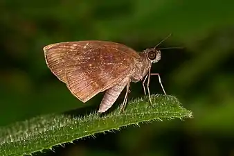 Ventral view