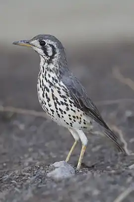 Medium sized songbird stands upright with greyish upperbody, blackened wings, white underparts streaked with black, a white face with a prominent black crescent behind the eye and black line running from the eye down, and grey bill with yellow below