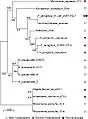 A phylogenetic tree based on PtaRNA1 seed alignment. Class of the “host” species is shown by the symbols on the right hand side. Numbers indicate bootstrap values of the inner nodes.