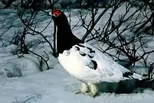 Rock ptarmigan Lagopus muta