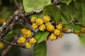 fruit