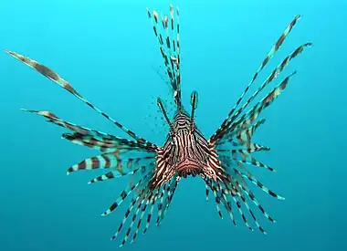 Image 38Head-on view of the venomous lionfish (from Coral reef fish)