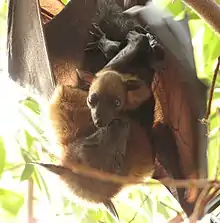 A female flying fox faces the camera with her wings slightly outstretched. A young flying fox clings to her abdomen, looking at the camera with its eyes open. The mother's eyes are closed and her face is next to her offspring's.